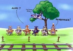 vache.jpg