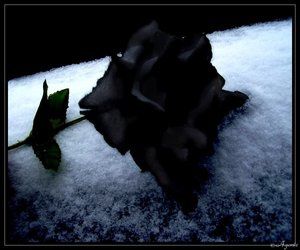 Black-Rose-Immortal-by-DouceAgonie.jpg