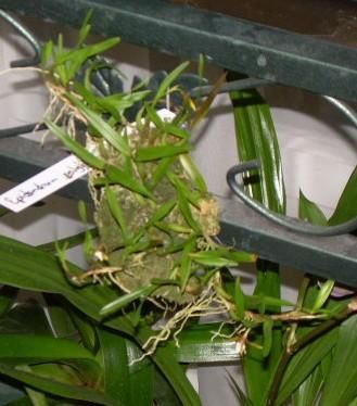 Epidendrum Polybulbon