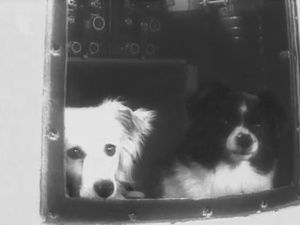 Dezik and Tsygan