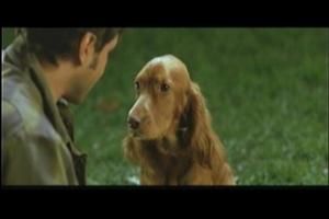 Trpp-4-dog.JPG