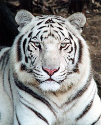 White tiger