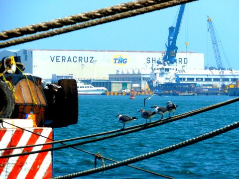 birds-vera-cruz.JPG
