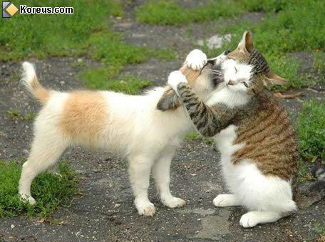 chat-chien-dog-cat.jpg