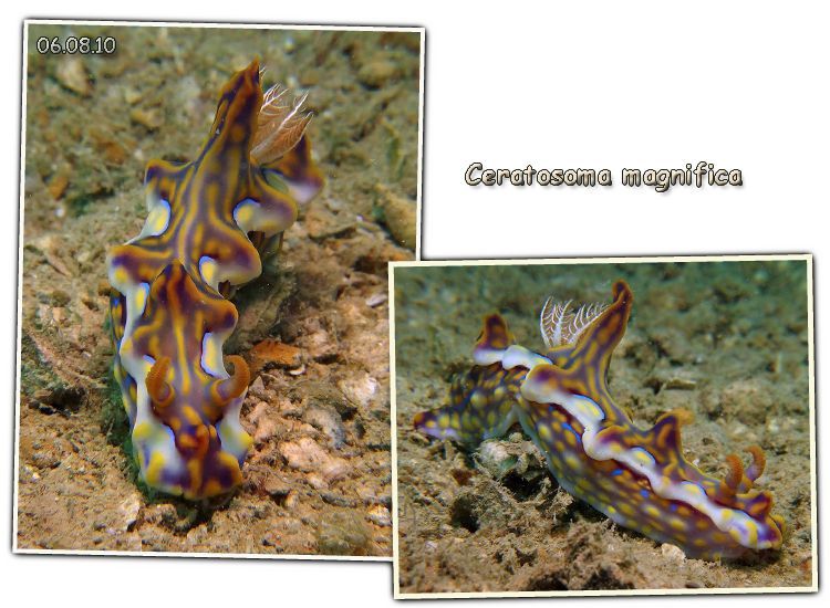 nudibranche2-6aout10.jpg