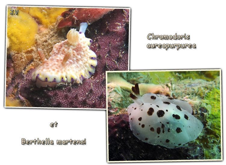 nudibranche3-6aout10.jpg