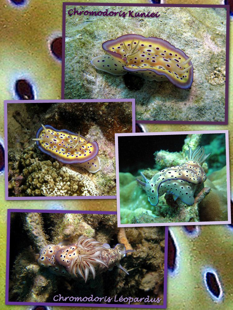 nudibranches1-nov08-copie-1.jpg