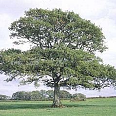 Quercus-20robur.jpg