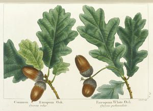 michaux-common-oak.jpg