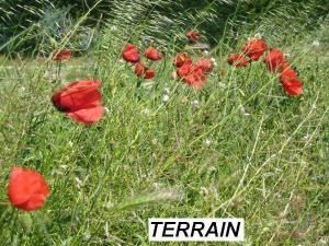 terrainorne.jpg