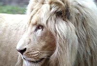 lion-blanc-timba.jpg