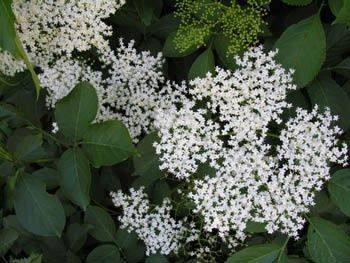 Fleur_de_Sureau.jpg