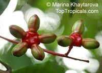 Quassia_amara_10MKhs.jpg