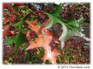 Quercus_nuttallii2.jpg