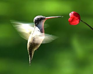 colibri in english colibri in english