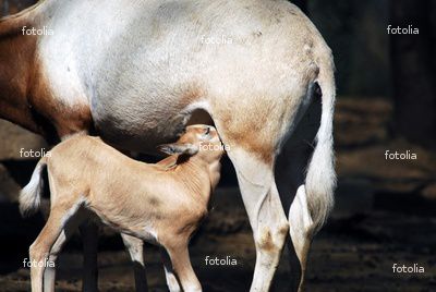 veau.jpg