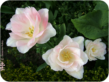 3tulipes-