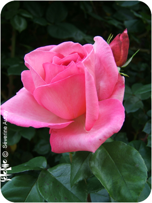 rose10