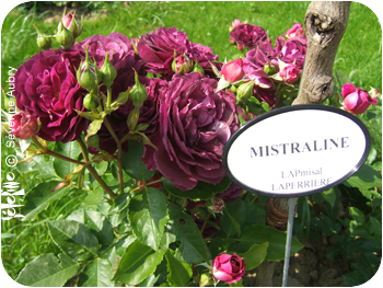 rose17