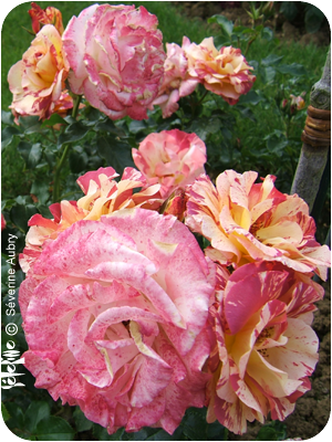 rose19