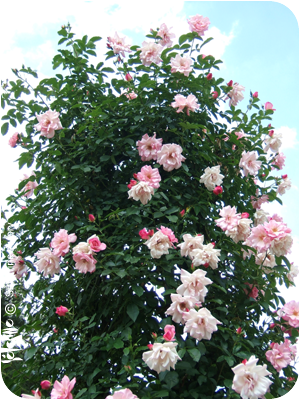 rose2