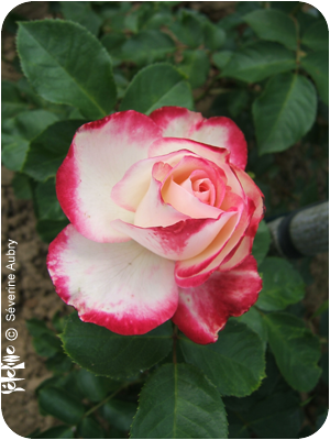 rose20