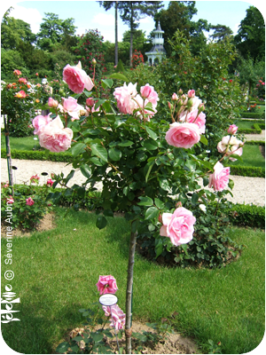 rose21