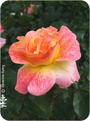 rose3