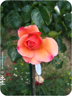 rose5