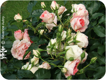 rose6