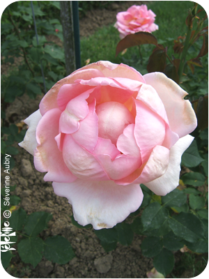rose9