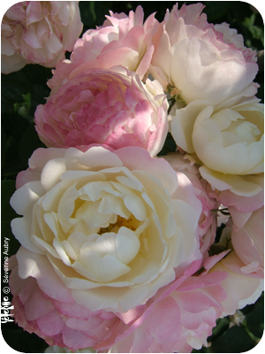 rose1