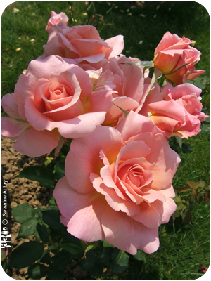rose3