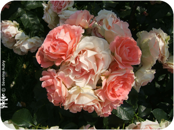 rose6