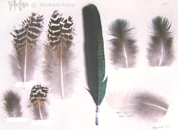 plume11-