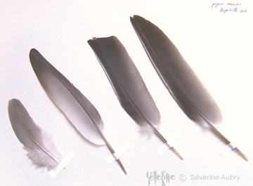 plume12-