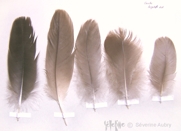 plume14-