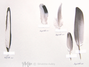 plume16-
