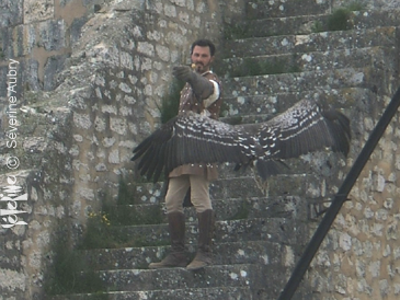 aigles12