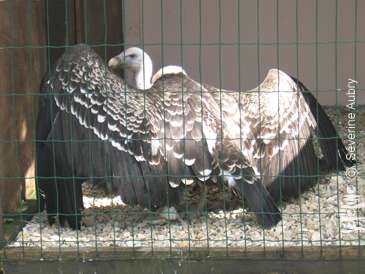 aigles16