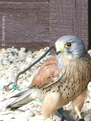 aigles23