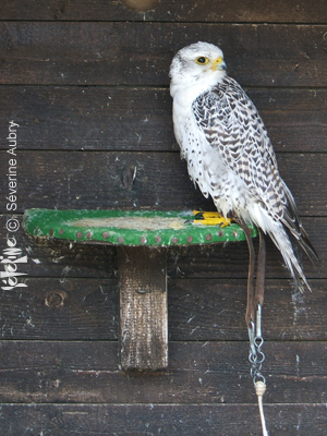 aigles25