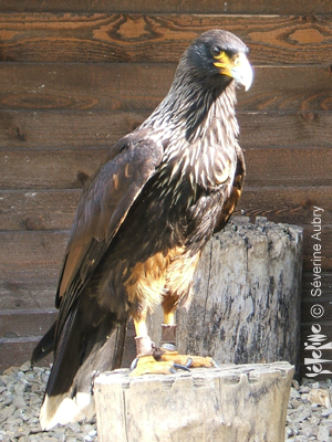 aigles30