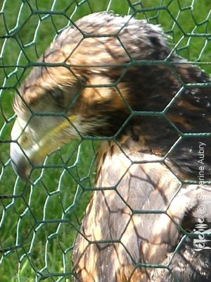 aigles31