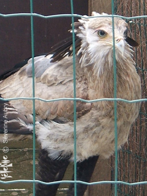 aigles32