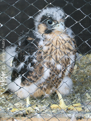aigles34