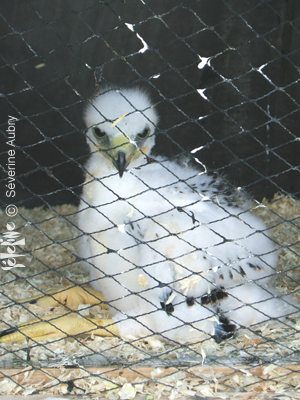aigles35