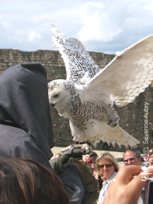 aigles5