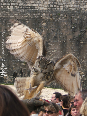 aigles6