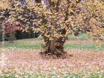 automne12